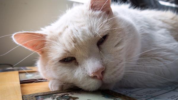 /Images/uploads/Humane Society of Utah/HSU2018/entries/4162thumb.jpg